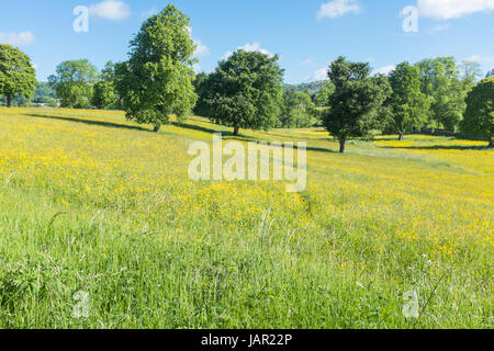 Felder voller Butterblumen nahe Dorf der großen Longstone in Derbyshire Peak District Stockfoto