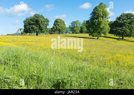 Felder voller Butterblumen nahe Dorf der großen Longstone in Derbyshire Peak District Stockfoto