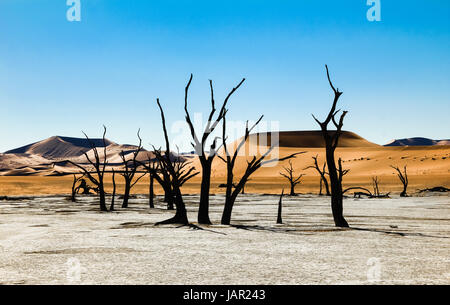 Tote Bäume und Dünen in einer Salzpfanne. Heiße Wüste. Stockfoto