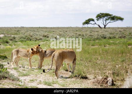 drei Löwen durch ein Wasserloch, Etosha Nationalpark, Namibia. Stockfoto