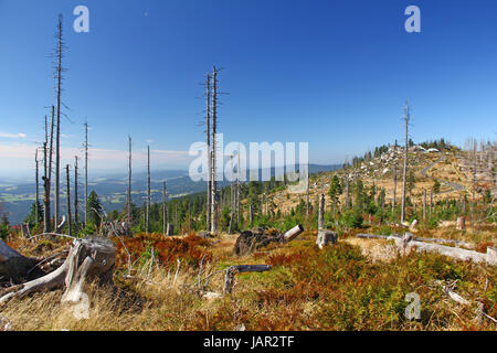 Waldsterben Durch Borkenkäferbefall bin Hochwald des Dreisesselberges eine der Grenze Zur Tschechischen Republik, Bayerischer Wald / Nationalpark Sumava, Deutschland / Sandsteinschlucht Stockfoto