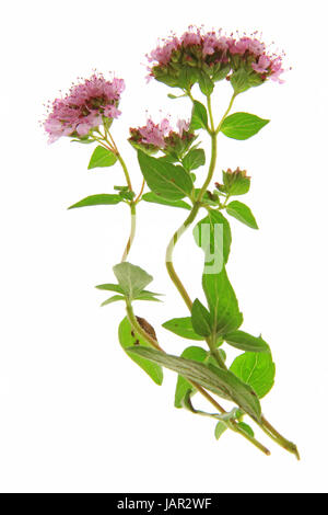 Blühender Oregano (Origanum Vulgare) - Freigestellt Vor Weißem Hintergrund Stockfoto