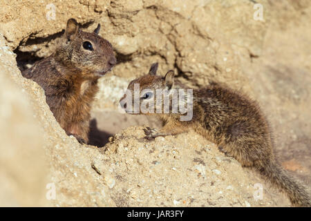 ein Erwachsener Grundeichhörnchen und seine jungen an der Vorderseite des ihre Fuchsbau Stockfoto