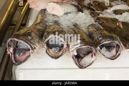 Seehecht Fisch zum Verkauf auf Fischhändler stall am Strand von Brighton, East Sussex, England Stockfoto