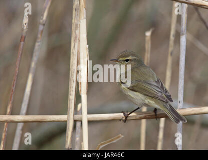 Gewöhnlicher Chiffchaff, Phylloscopus collybita, sitzt im Schilf Stockfoto