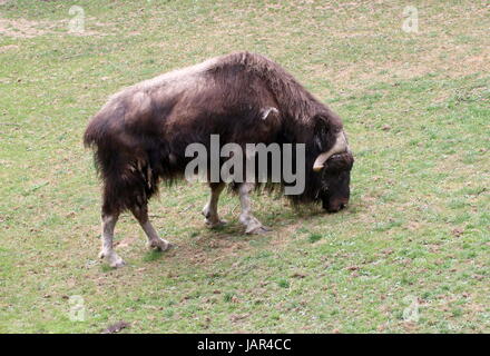 Beweidung kargen Boden Moschusochsen oder kanadischen Moschusochsen (Ovibos Moschatus Moschatus). Stockfoto