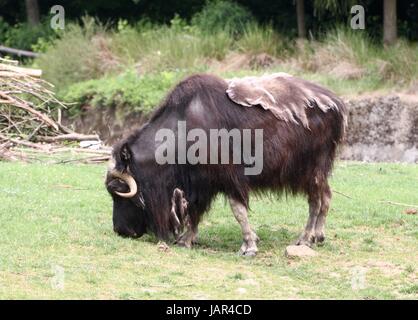 Beweidung kargen Boden Moschusochsen oder kanadischen Moschusochsen (Ovibos Moschatus Moschatus). Stockfoto