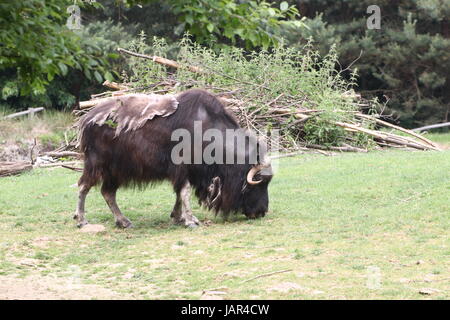 Beweidung kargen Boden Moschusochsen oder kanadischen Moschusochsen (Ovibos Moschatus Moschatus). Stockfoto