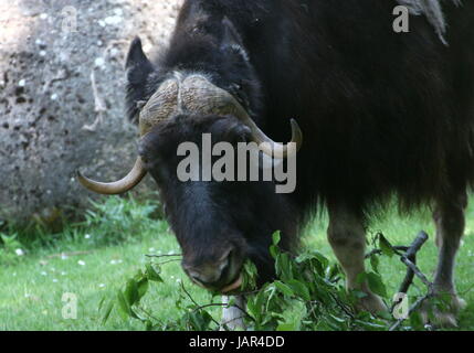 Beweidung kargen Boden Moschusochsen oder kanadischen Moschusochsen (Ovibos Moschatus Moschatus). Stockfoto