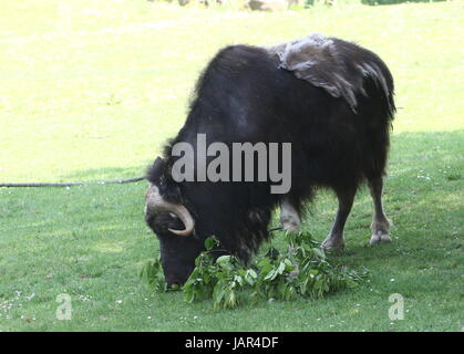 Beweidung kargen Boden Moschusochsen oder kanadischen Moschusochsen (Ovibos Moschatus Moschatus). Stockfoto