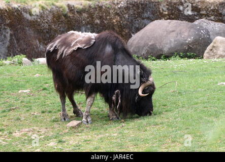 Beweidung kargen Boden Moschusochsen oder kanadischen Moschusochsen (Ovibos Moschatus Moschatus). Stockfoto