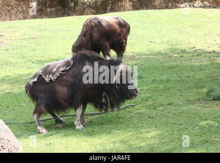 Paar von weidenden Moschusochsen (Ovibos Moschatus) Stockfoto