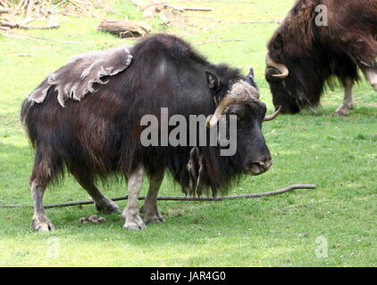 Paar von weidenden Moschusochsen (Ovibos Moschatus) Stockfoto