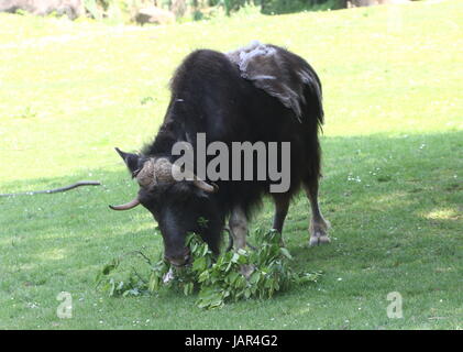 Beweidung kargen Boden Moschusochsen oder kanadischen Moschusochsen (Ovibos Moschatus Moschatus). Stockfoto