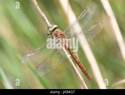 European Green Eyed Hawker aka Norfolk Hawker (Aeshna drehbar). Stockfoto