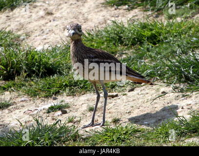 Südeuropäische Triel, (Burhinus Oedicnemus), alias eurasischen Thick-knee. Stockfoto