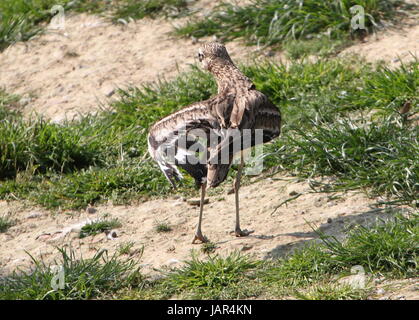 Südeuropäische Triel, (Burhinus Oedicnemus), alias eurasischen Thick-knee. Stockfoto