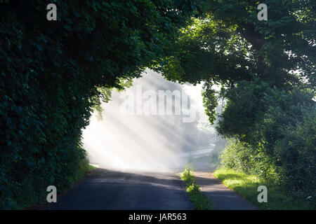 Ländlichen englischen Feldweg und Straße umgeben von Bäumen in den frühen Morgennebel und Sonnenlicht. Oxfordshire. UK Stockfoto