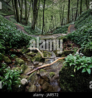 Bärlauch-Tal, Strid Wood, Bolton Abbey, North Yorkshire Stockfoto