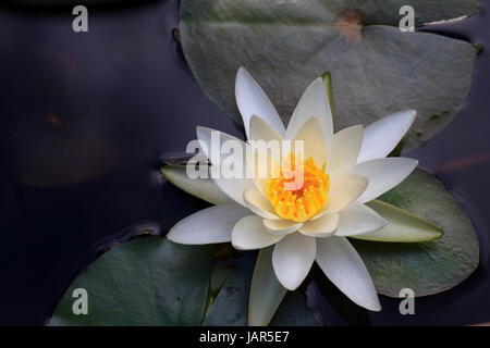 amerikanische Weiße Seerose blüht Stockfoto