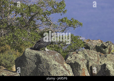 Kalifornien-Kondor Gymnogyps Californianus Wiedereinführung Schema Utah USA Stockfoto