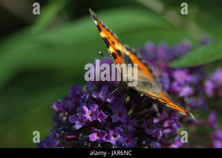 Schmetterling Kleiner Fuchs (Nymphalis Urticae Oder Auch Aglais Urticae) Auf Derlila Blüte Eines Schmetterlingsstrauches (Flieder) Stockfoto