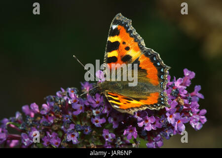 Schmetterling Kleiner Fuchs (Nymphalis Urticae Oder Auch Aglais Urticae) Auf Derlila Blüte Eines Schmetterlingsstrauches (Flieder) Stockfoto