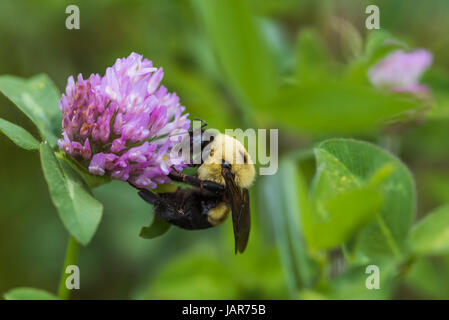 Bumble Bee Pollen zu sammeln, an einer Klee Blüte Stockfoto
