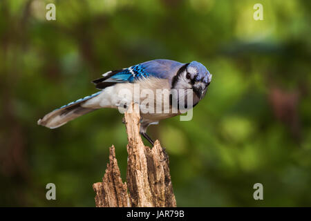 Blue Jay thront auf einem gebrochenen Baum Stockfoto