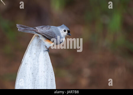 Tufted Meise Vogel sitzend auf einem weißen hölzernen Zaun-Pfosten Stockfoto