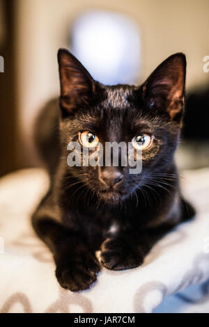 Blick auf den Fotografen schwarze Hauskatze Stockfoto