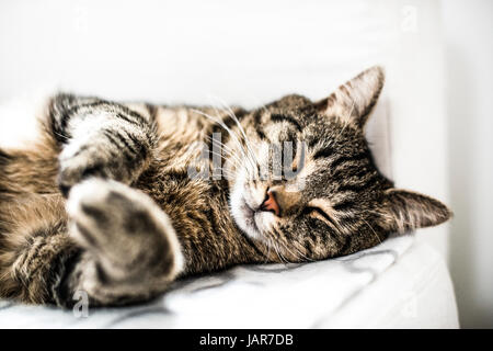 Die Katze schläft auf dem Sofa zu Hause. Stockfoto