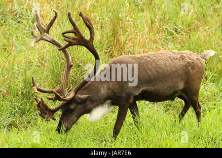 Ein Woodland Caribou gehen durch einen Sommer Feld. Stockfoto