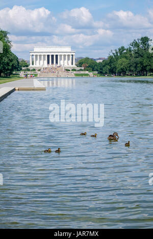 Lincoln Memorial mit Ente und Entenküken im Reflecting Pool Stockfoto