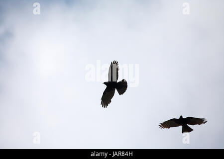 Alpine Alpenkrähe Pyrrhocorax Graculus Vercors Frankreich Stockfoto