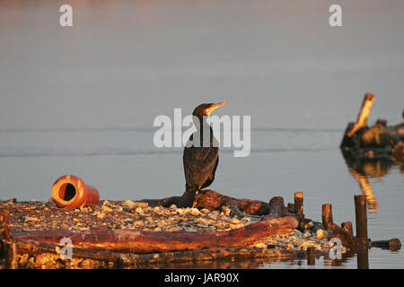 Großer Kormoran Phalacrocorax Carbo ruht auf der kleinen Insel in der Lagune Brownsea Island Nature Reserve Dorset-England Stockfoto