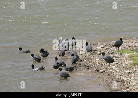Eurasische Blässhuhn Fulica Atra putzen Stockfoto
