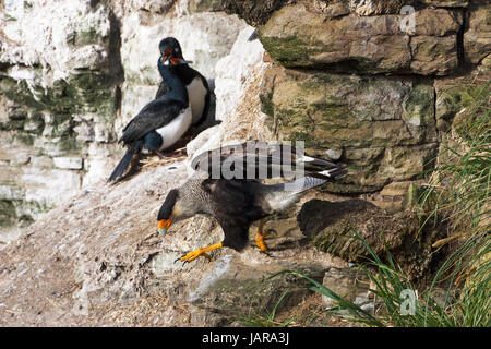 Südlichen crested Karakara Caracara Plancus Erwachsenen thront auf einer Klippe mit Rock Shags Phalacrocorax Magellanicus jenseits düsterer Insel Falkland-Inseln Stockfoto