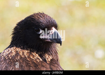 Gekerbten Karakara Phalcoboenus Australis Kopf Nahaufnahme düsterer Island-Falkland-Inseln November 2015 Stockfoto