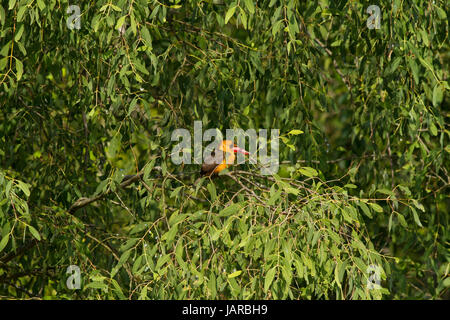 Brown-winged Eisvogel am Ort genannt Khoirapakha Machranga in den Sundarbans. ein UNESCO-Weltkulturerbe und ein Naturschutzgebiet. Die größte beleuchtet Stockfoto