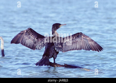 Großer Kormoran Phalacrocorax Carbo Flügel trocknen Ivy LaLake, Blashford Seen in der Nähe von Ringwood Hampshire England Stockfoto