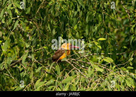 Brown-winged Eisvogel am Ort genannt Khoirapakha Machranga in den Sundarbans. ein UNESCO-Weltkulturerbe und ein Naturschutzgebiet. Die größte beleuchtet Stockfoto