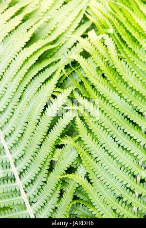 Farn Maisöl Addierer Zunge Pflanze abstrakten Hintergrund, Textur Stockfoto