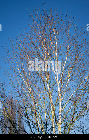 Silber weiße Stämme und Äste auf Betula Utilis Jacquemontii Silver Shadow in einem englischen Garten Stockfoto
