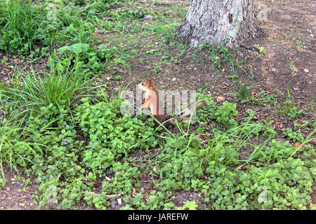 schöne Eichhörnchen in den grünen Büschen im park Stockfoto