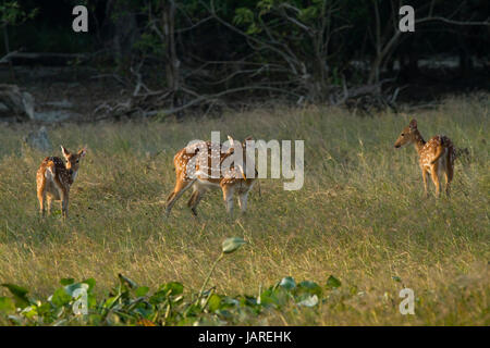 Hirsche in den Sundarbans, ein UNESCO-Weltkulturerbe und ein Naturschutzgebiet entdeckt. Die größte littoral Mangrovenwald der Welt. Katka, Bager Stockfoto