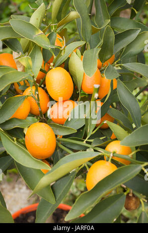 Essbaren Zitrusfrüchte namens Kumquat (goldene Orange) auf einen kleinen Baum in Großbritannien wächst Stockfoto
