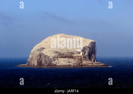 Bass Rock, Schottland, Großbritannien Stockfoto