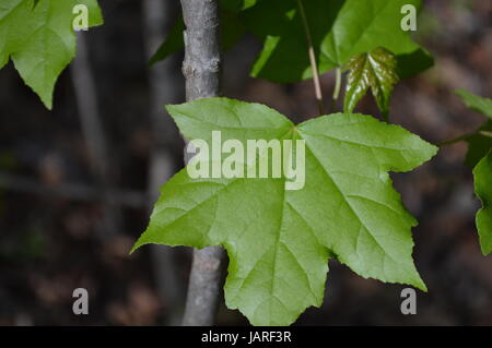 Oak Mountain State Park Stockfoto