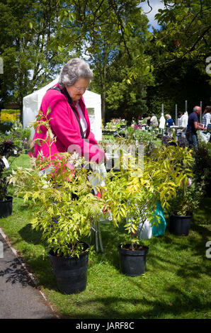 Eine Pflanze fair Kunden bewerten Sambucus Pflanzen in Wiltshire UK Stockfoto